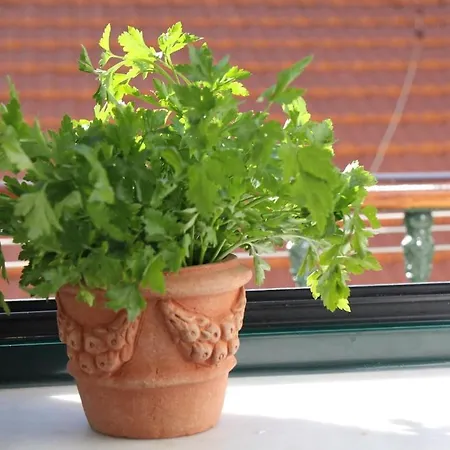 Martim Vaz I - Downtown شقة *